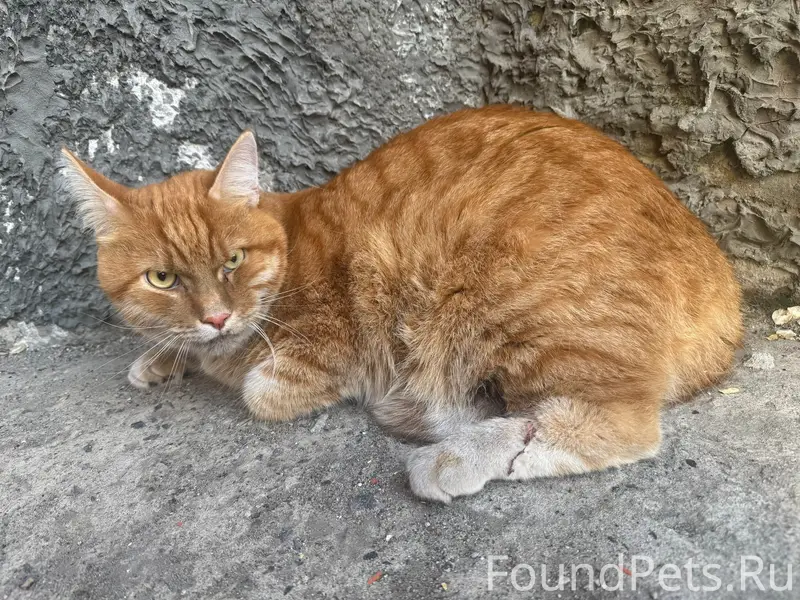 Найдена кошка, Октябрьский район