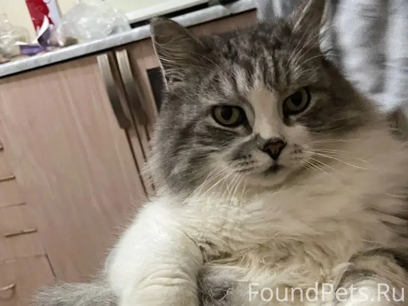 Пропал кот, ул. Советская