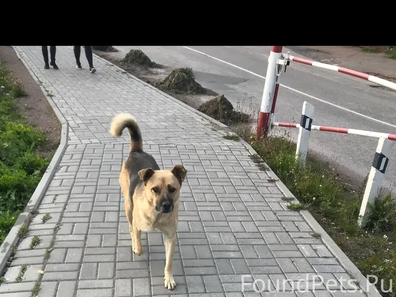Пропал кобель сортавальской породы Эрик, Лахденпохья