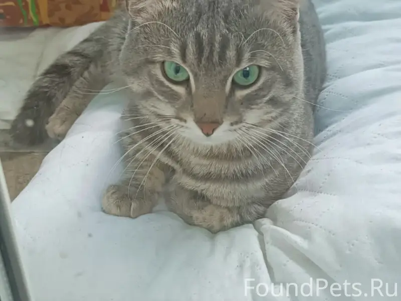 Найден кот