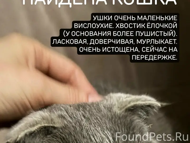 Найдена вислоухая кошка, Кострома