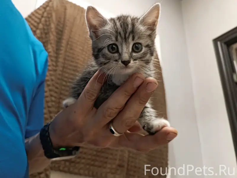 Найден дымчатый котёнок, 106 км