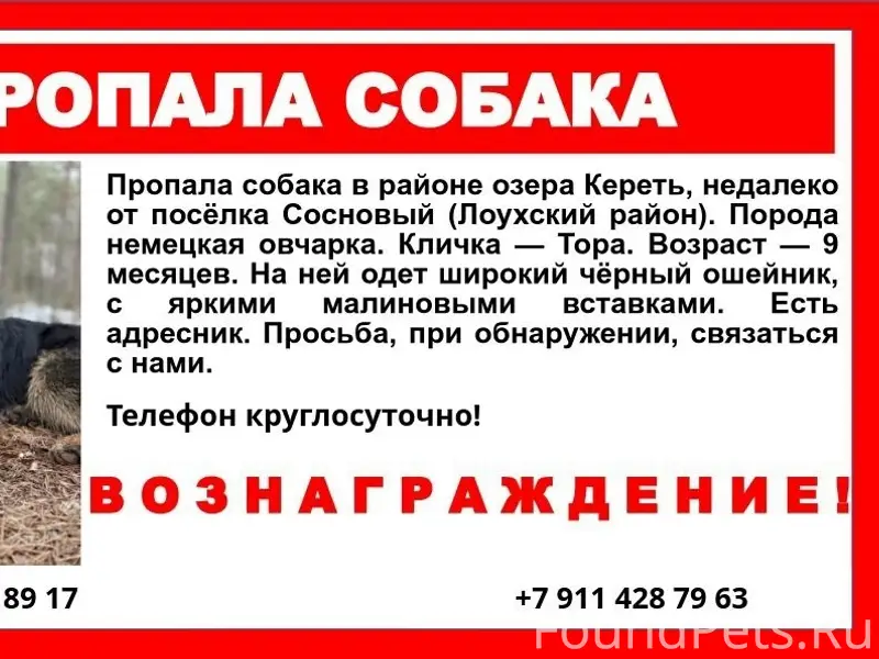 Пропала собака Тора, Лоухский район