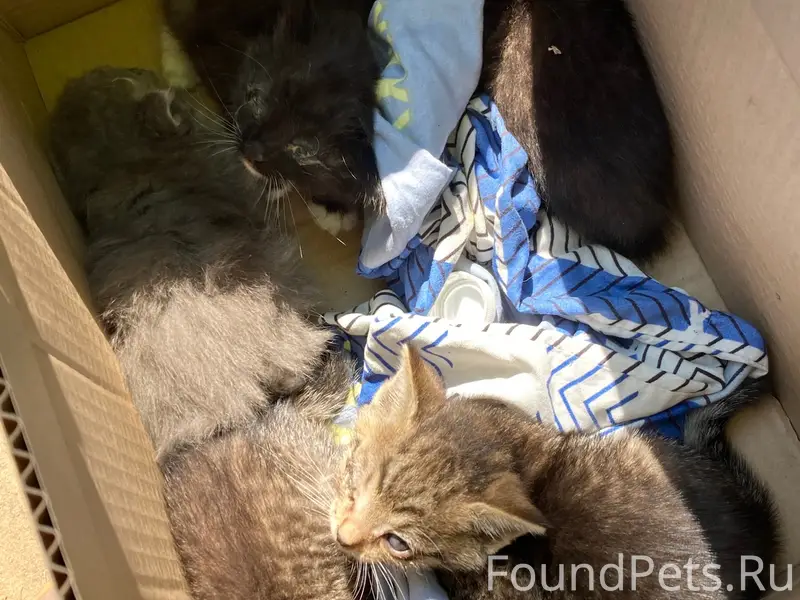 Найдены котята, Зяб
