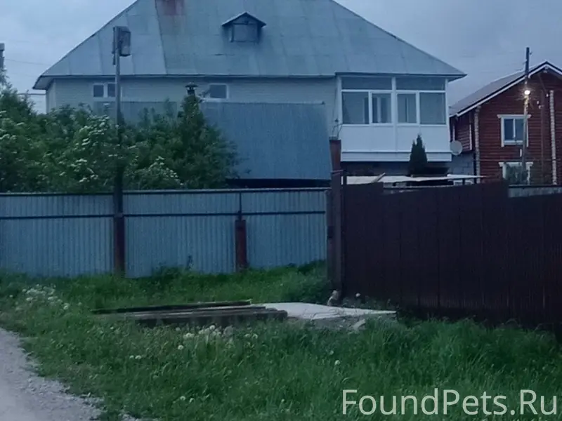 Пропал старый пёс Тоша, Ивачева 130