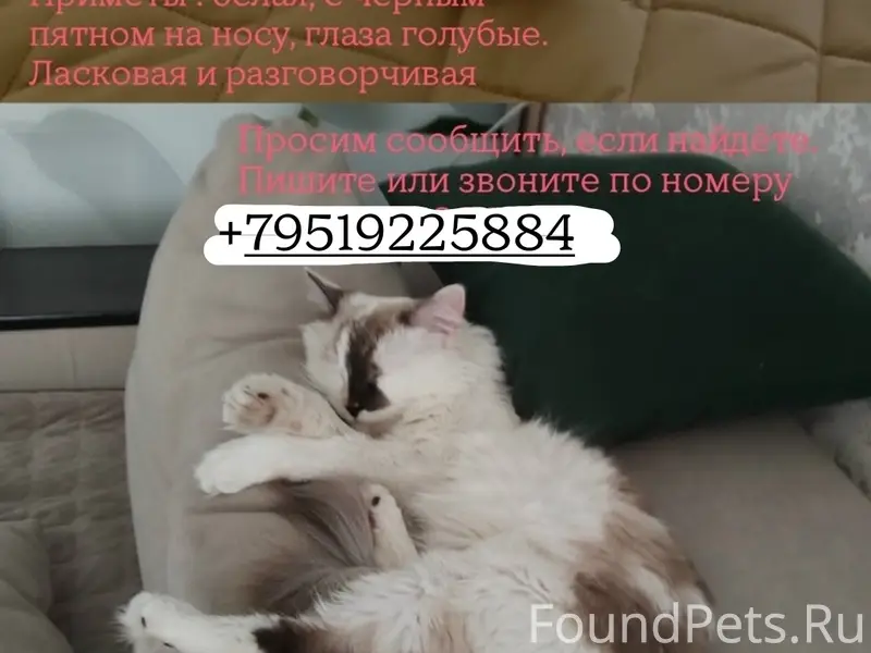 Пропала кошка,