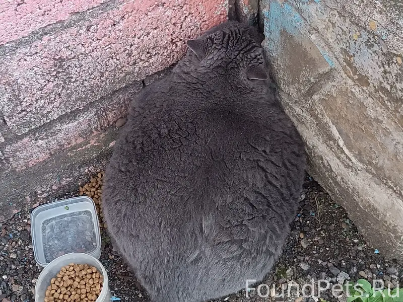 Пропал кот, Чапаева