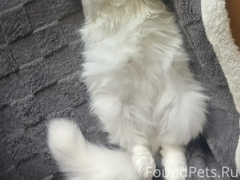 Пропала кошка, Локомотивная 5
