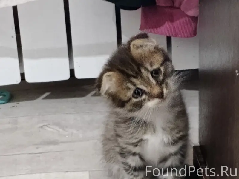 Пропал котёнок, улица Октябрьская