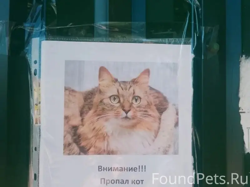 Пропал кот, Орехово-Зуево