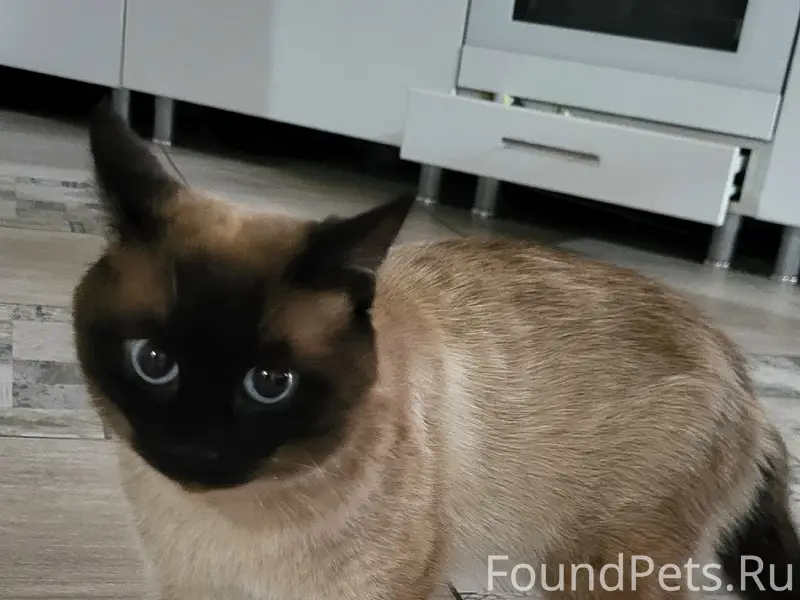 Найден кот, Клубная 15