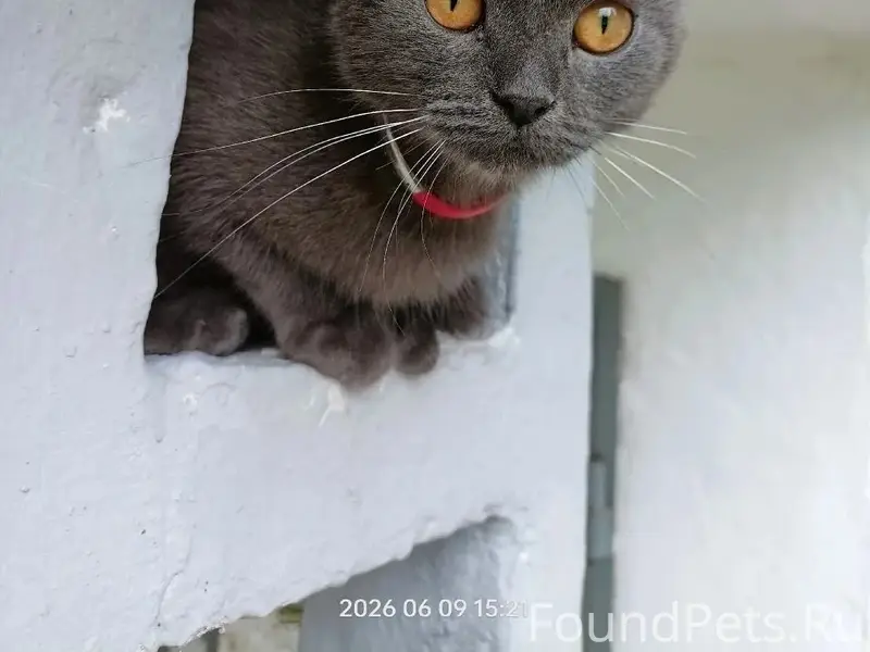 Найдена кошка с ошейником, Матросова 69