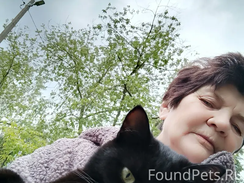 Пропала чёрная кошка, стерилизованная