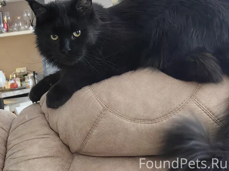 Пропал мейнкун, деревня Решетникова