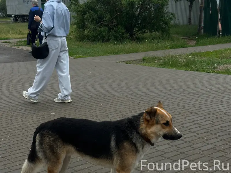 Пропал пёс, район ул. Мазурова