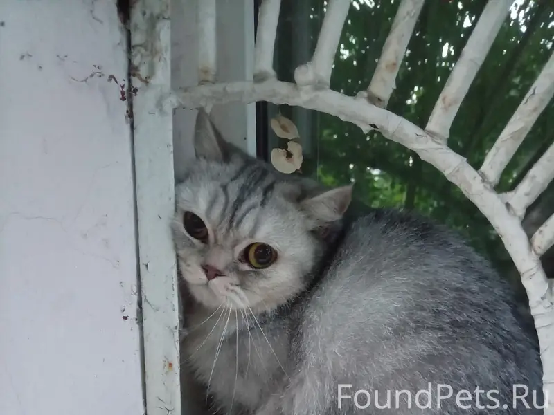 Найдена кошка, Самара, Аэродромная