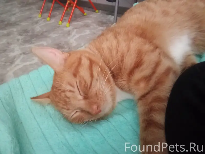 Пропал рыжий кот Чуба́йс