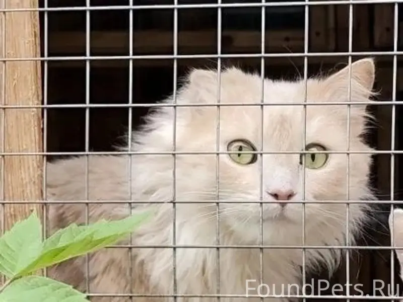 Пропал длинношёрстный кот, Балашиха