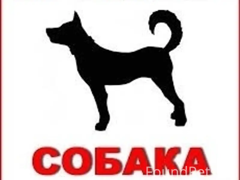 Пропала собака Габи, Полесская