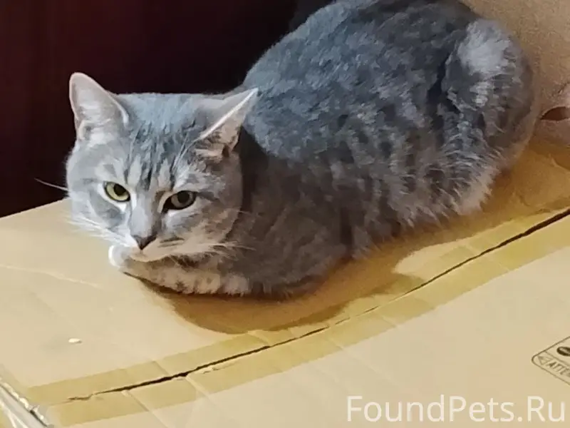 Пропал кот Снежок, район Белец