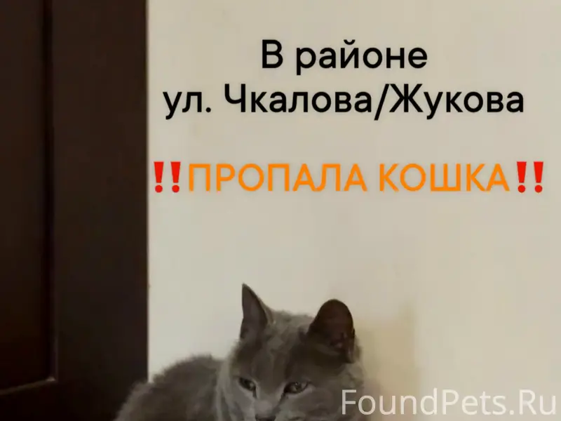 Пропала кошка Бруня