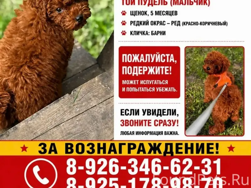 Пропал той пудель, деревня Воробьи, Калужская область