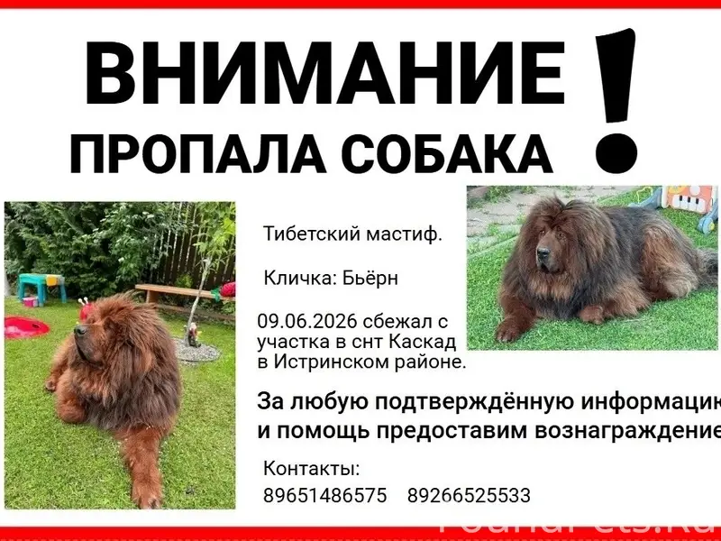 Пропала собака мастиф, Истринский район