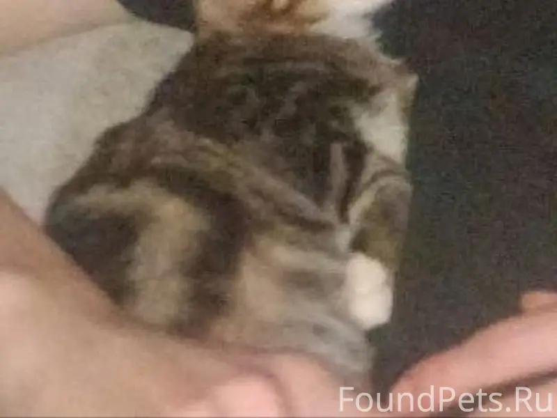 Пропала девочка-котёнок, улица Козитского