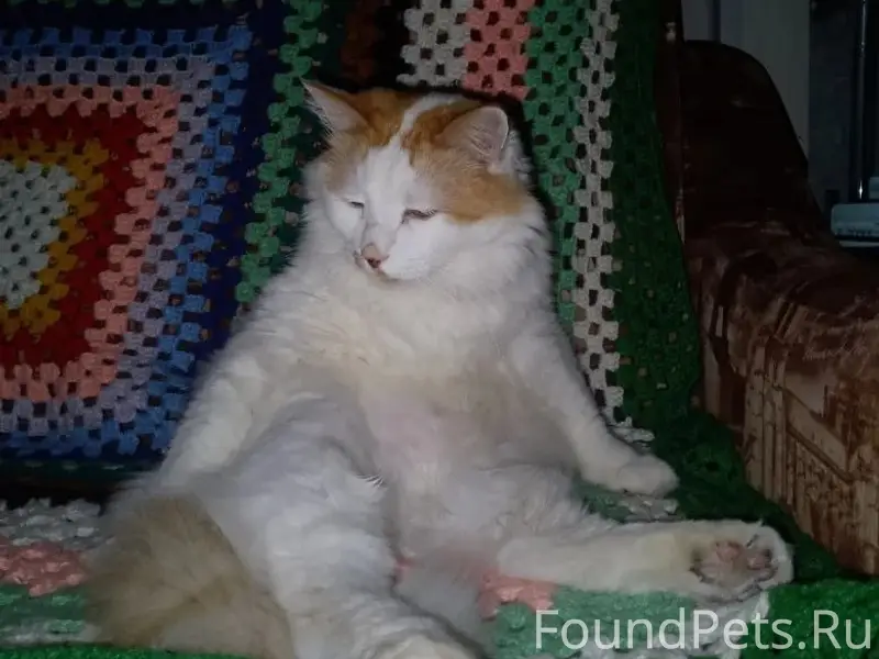Пропал кот Мурзик, Туймазы