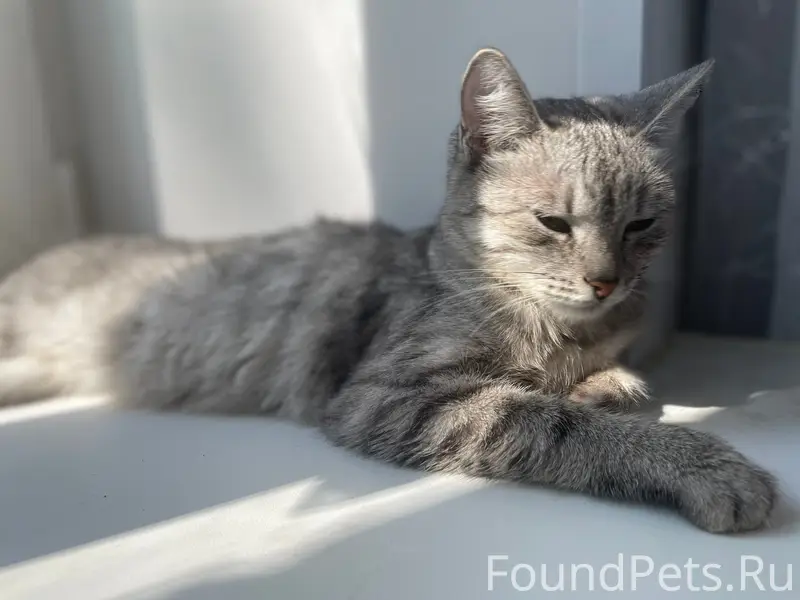 Найдена кошка, Северск, улица Ленина