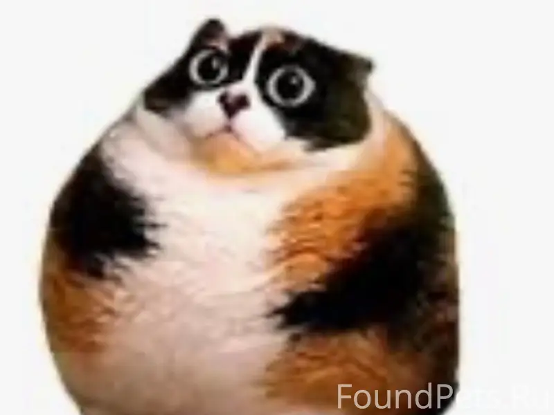 Пропал кот Котость
