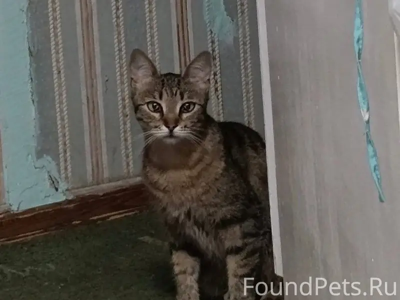 Найдена кошка, Капотня