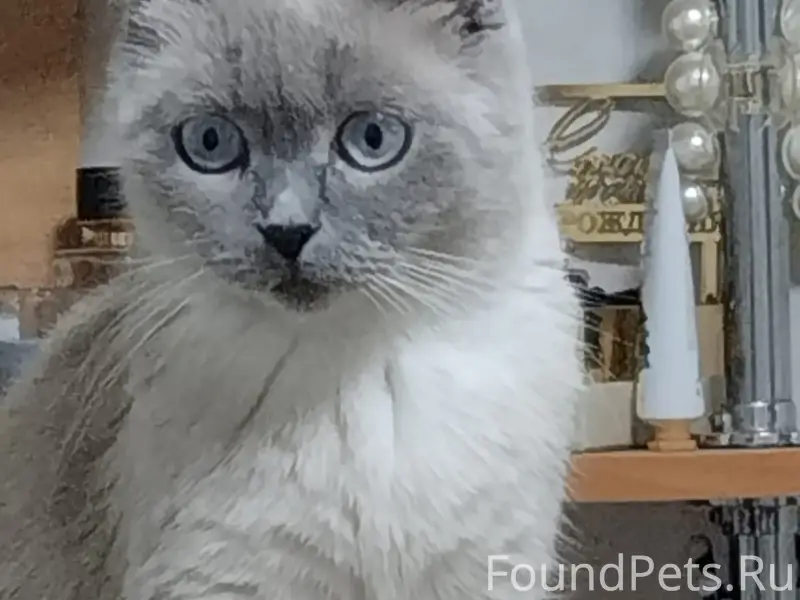 Пропала кошка Ася, Переславский район