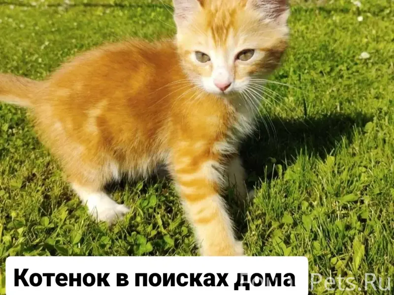 Найден котёнок, дачи