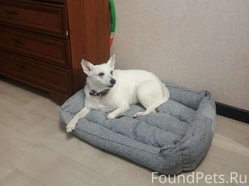 Пропала собака, глухая, белый окрас, пляж Дубенки