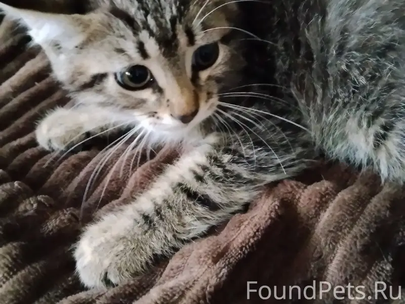 Найден котёнок, район Крупской 6