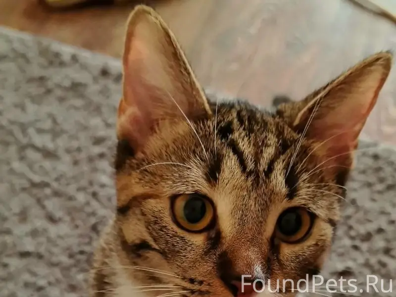 Пропала кошка Луна, Костковка