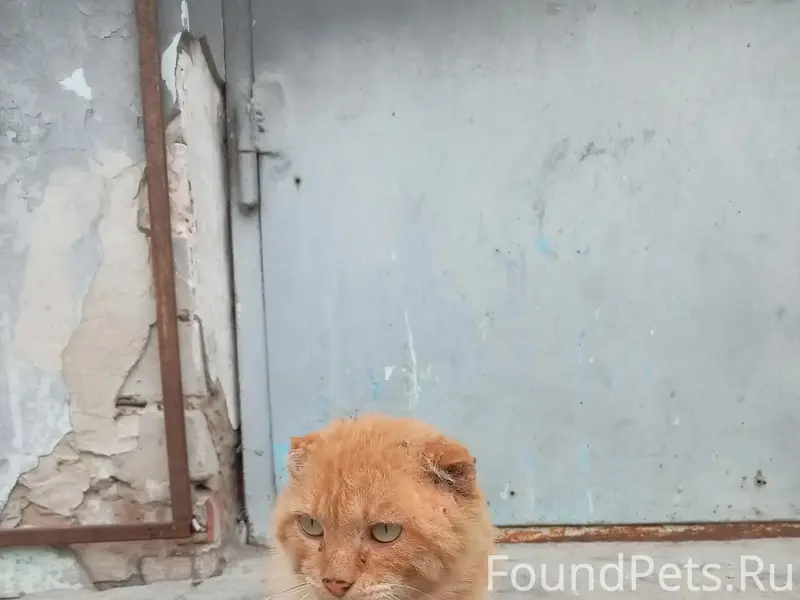Найден кот, Абрамово