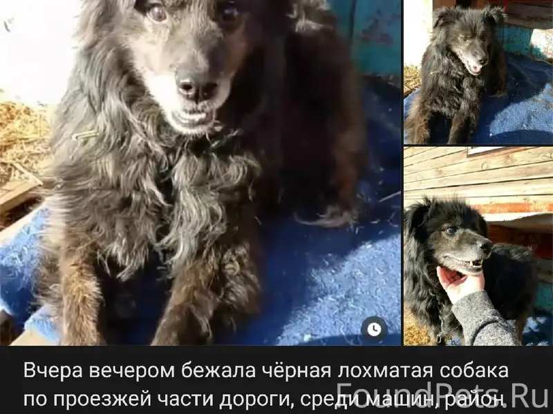 Пропал старый глухой пёс