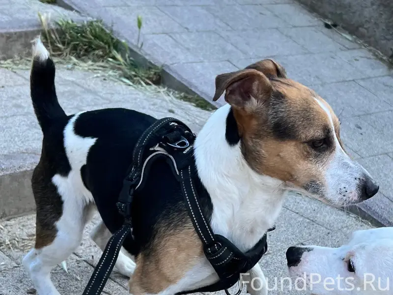 Пропала собака, джек рассел, район ул. Репина