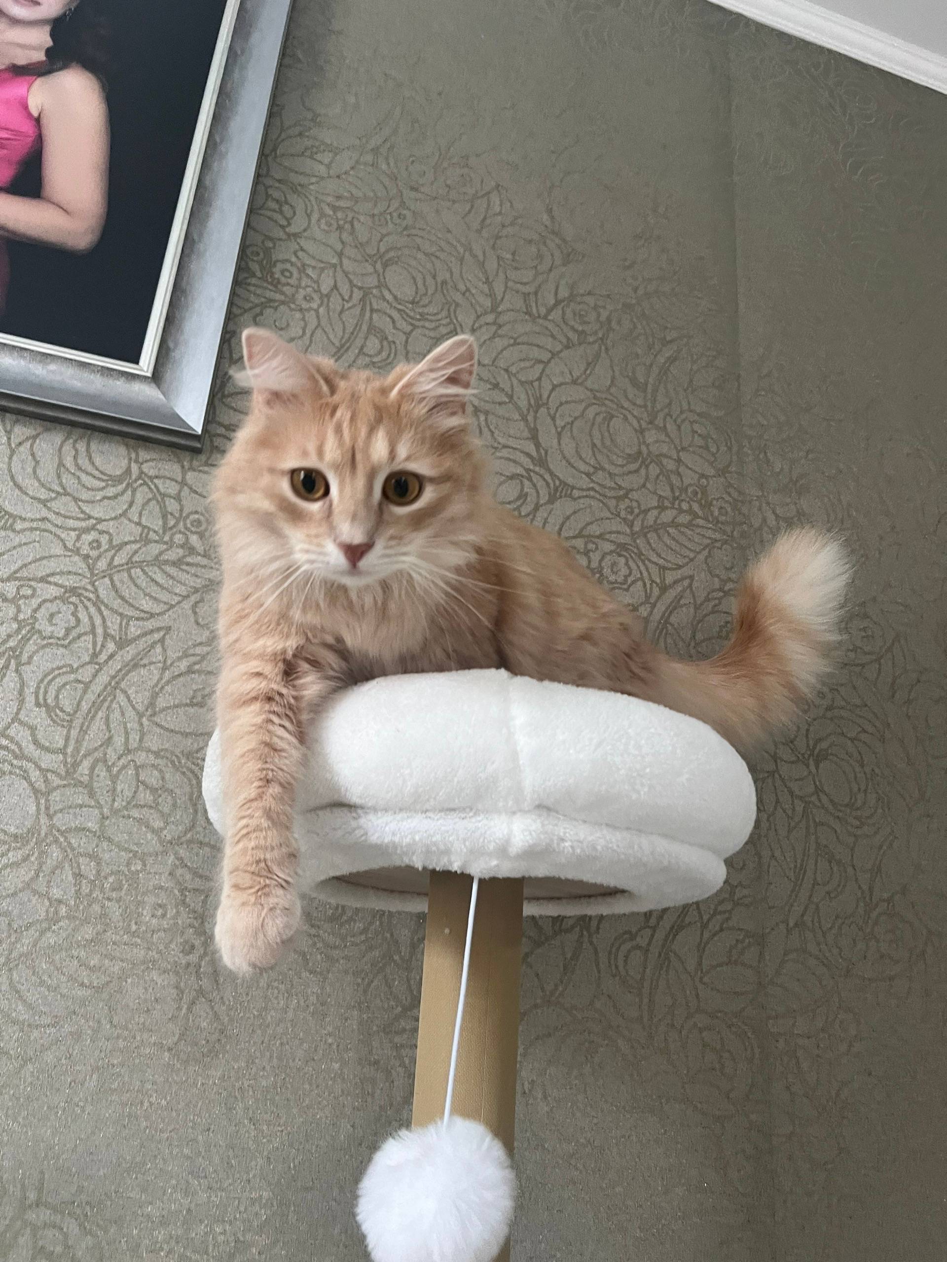 Пропал кот, СНТ Дзержинец