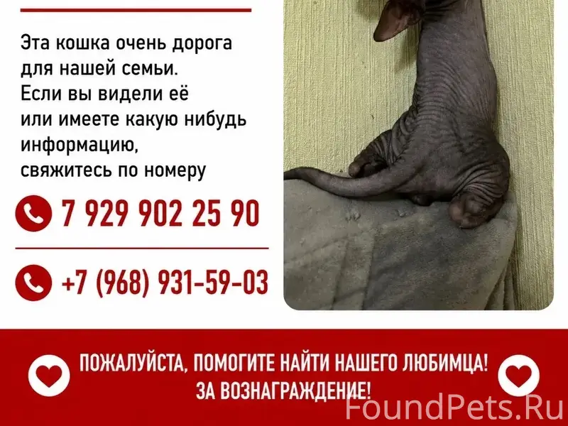 Пропала кошка, Останкинский район