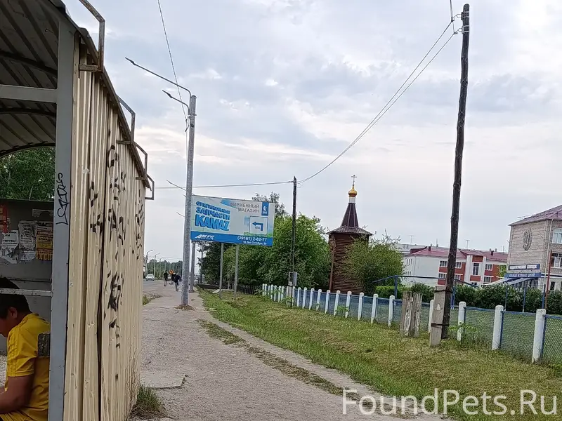 Найден пёс с красным ошейником, Канск