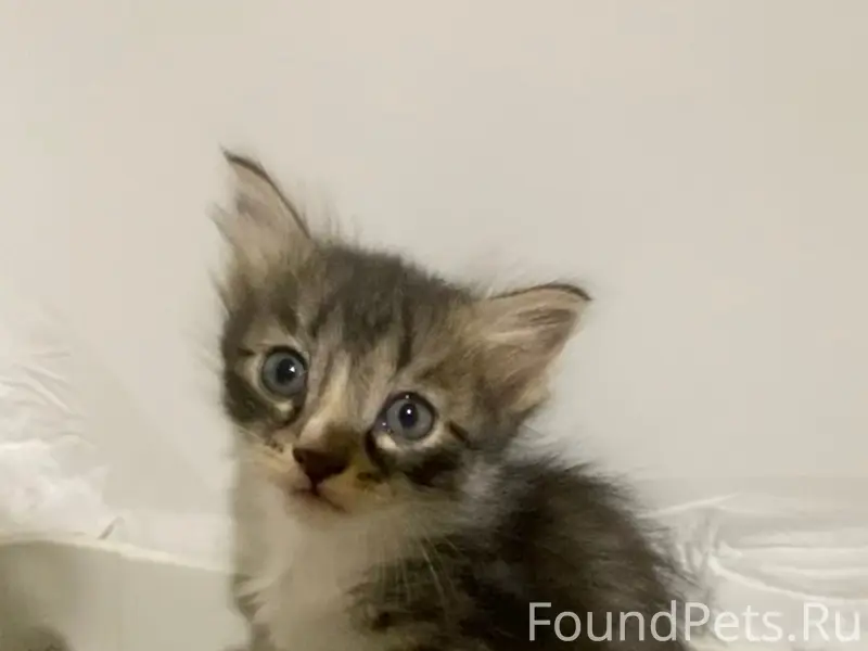 Найдены котята в Мулымье, можно забрать в Урай