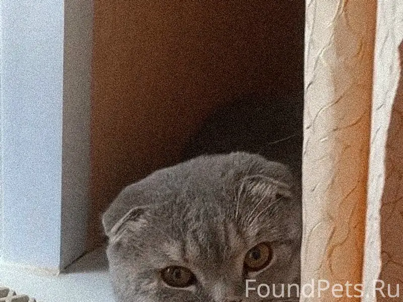 Найден кот, Шуя, улица Строителей