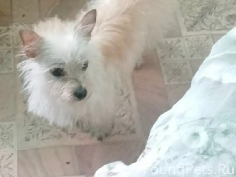 Пропала собака Сима, район ДРСУ