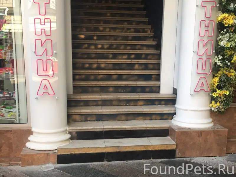 Пропал пёс охотничьей породы, Пушкинская 2а