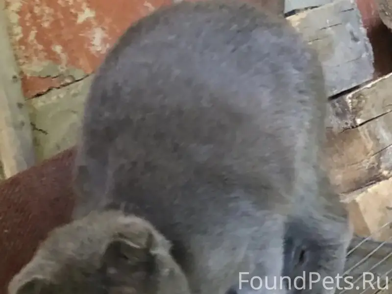 Вислоухий серый котик