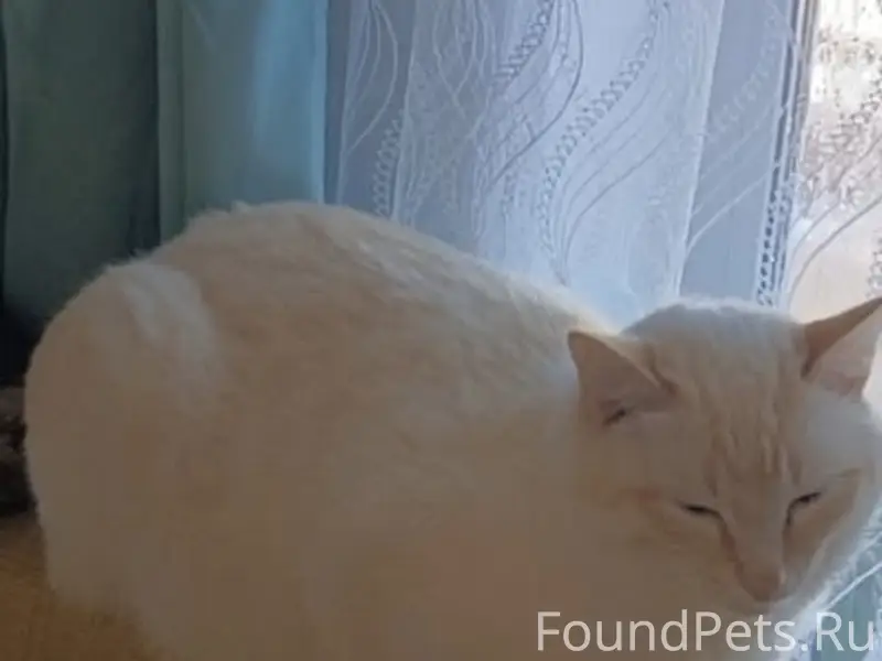 Пропал кот Кузя, Юрино