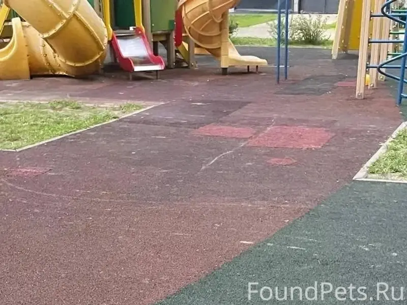 Найден пёс, Солнцево